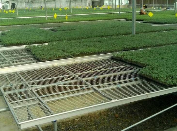 <a href='http://m.dxiqom.cn/miaochuangsheshi/199.html'target='_blank'><a href='http://m.dxiqom.cn/miaochuangsheshi/199.html'target='_blank'><a href='http://m.dxiqom.cn/miaochuangsheshi/199.html'target='_blank'>育苗床</a></a></a>.jpg