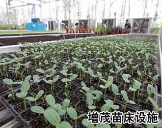 溫室育苗設(shè)備